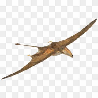 Pterodactyl Transparent Walk With Dinosaur - Swallow, HD Png Download
