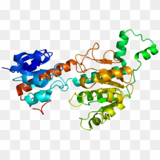 Protein Ctbp1 Pdb 1hku - Ctbp Protein Structure, HD Png Download