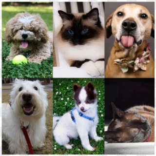 Pet Contest Photos - Companion Dog, HD Png Download