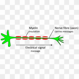 Nerve Cell Diagram - Healthy Nerve Cell, HD Png Download