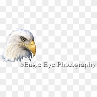 Eagle-eye - Bald Eagle, HD Png Download