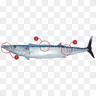 How To Identify A Wahoo - Great Barra Cuda, HD Png Download