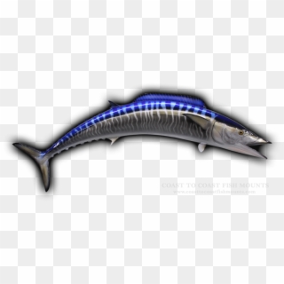 77 Wahoo Fish Mount Replica - Atlantic Blue Marlin, HD Png Download