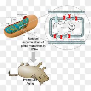 Aging Phenotype By Mtdna Mutation In Mice Edgar Et - Energy Organelles, HD Png Download