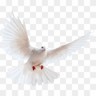 White Dove Transparent Image Bird Image With Transparent - Transparent Background Dove Png, Png Download