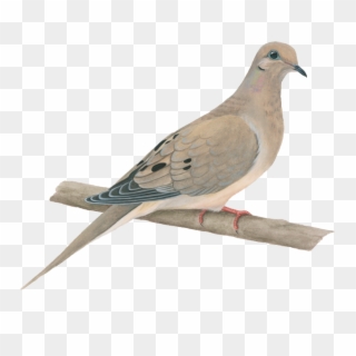 Mourning Dove - Pigeons And Doves, HD Png Download