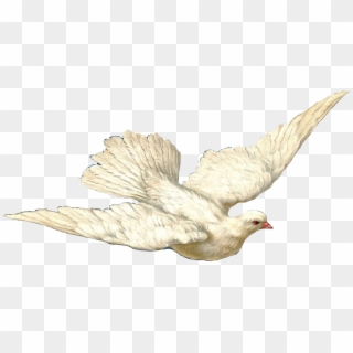 Dove Transparent Png Pictures - Holy Spirit Dove With Transparent Background, Png Download