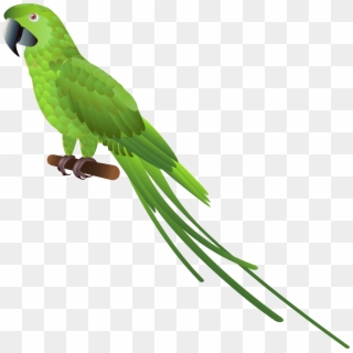 Green Parrot Png Clipart - Green Parrot Png, Transparent Png