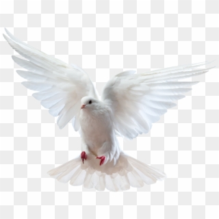 Holy Spirit Dove Png - Dove And Bible Png, Transparent Png