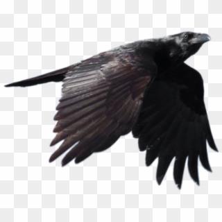 Raven Flying Png Free Download - Raven Png, Transparent Png