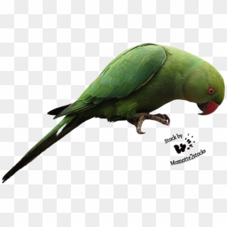 Parrot Png Png Transparent For Free Download Pngfind