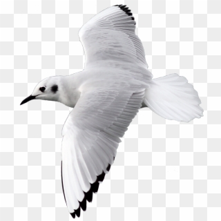 Bird Flying Png, Transparent Png