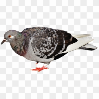 City Pigeon, Foraging, Dove, Bird, Feather, Nature, - Typical Pigeons, HD Png Download