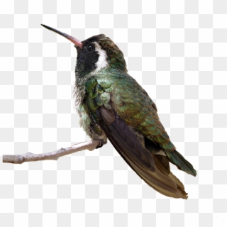 Flying Birds Png - Anna's Hummingbird Png, Transparent Png