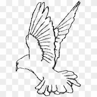 Kabutar Png Hd - White Dove, Transparent Png - 1172x1016(#1460697 ...