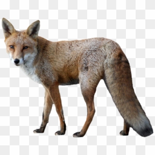 Fox - Fox Png, Transparent Png