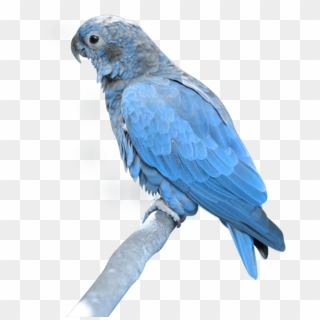 Parrot Png, Transparent Png