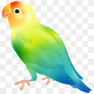 Banner Freeuse Library Parrot Png Clip Art Image Gallery - Lovebird Png, Transparent Png