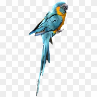 Blue Parrot Png Picture - Parrot Png For Photoshop, Transparent Png