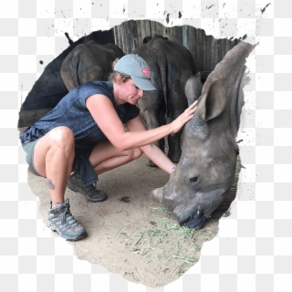 Indian Rhinoceros, HD Png Download