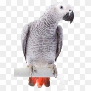 Png Transparent Stock Parrots And Birds - African Grey Parrot Transparent, Png Download