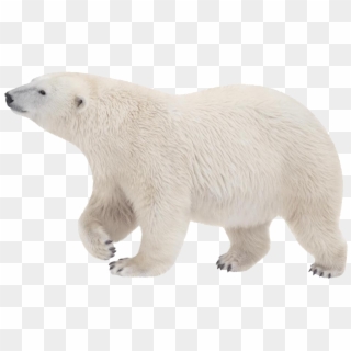 Polar White Bear Png - Polar Bear Transparent Background, Png Download