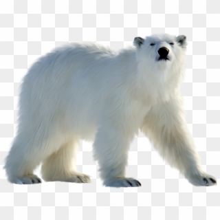 Polar White Bear Png - Polar Bear Png, Transparent Png