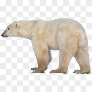 Polar White Bear Png - Polar Bear Transparent Background, Png Download