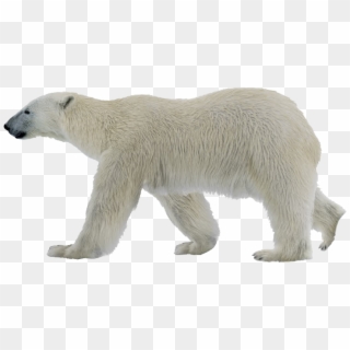 Polar Bear Alpha, HD Png Download