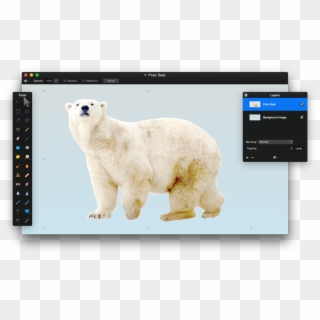 Choose Layer > New Layer > Choose Picture, Select The - Polar Bear, HD Png Download