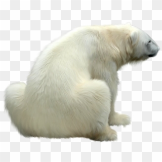 High Quality Photo Of Polar Bear On White Background, HD Png Download