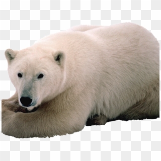 Niedźwiedź Polarny, HD Png Download