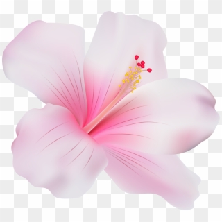 Pink Hibiscus Png Clip Art - Pink Hibiscus Flower Png, Transparent Png
