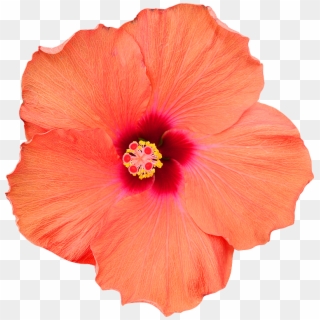 Fleur Hibiscus Png - Chinese Hibiscus, Transparent Png