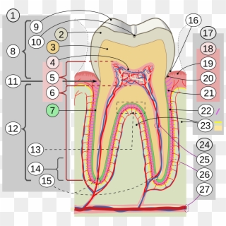 Open - Tooth Cross Section Tamil, HD Png Download