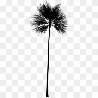 Tropical Vector Black And White - Palm Tree Silhouette Png, Transparent Png