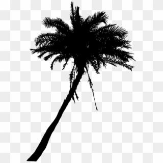 Free Png Palm Tree Silhouette Png - Attalea Speciosa, Transparent Png