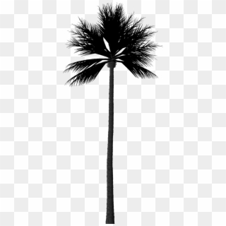 Silhouette Palm Tree - Fan Palm Tree Silhouette, HD Png Download