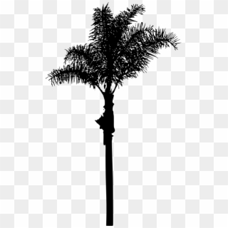 Free Png Palm Tree Png Images Transparent - Roystonea, Png Download