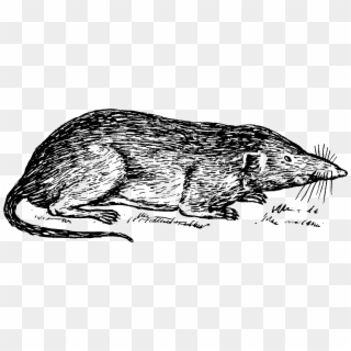 Shrew - Shrew Clipart Black And White, HD Png Download