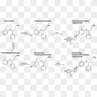Atomoxetine Metabolism, HD Png Download