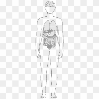 Systemic Lupus Sle - Organ, HD Png Download