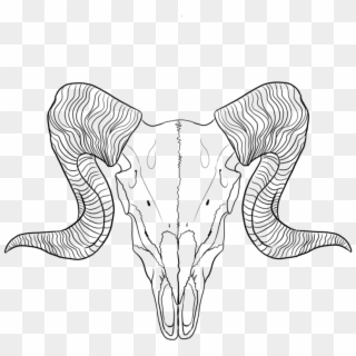 Lineart Ram By - Ram Skull Line Drawing, HD Png Download