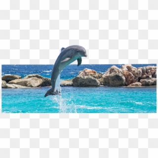 Dolphin In Water - Dolphin With Blowholes, HD Png Download