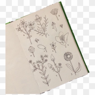 #plants #aesthetic #tumblr #book - Sketch, HD Png Download