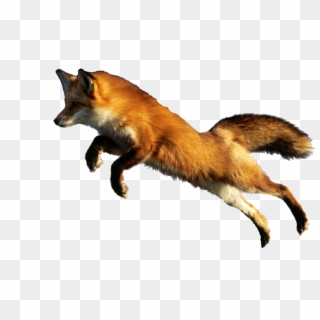 Animales Png - Red Fox Jumping, Transparent Png