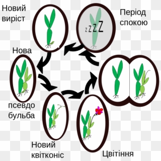 Orchids Dormancy Type1-ua - Dormancy, HD Png Download