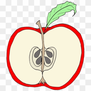 Seed Clipart Apple Pip - Parts Of An Apple Clipart, HD Png Download