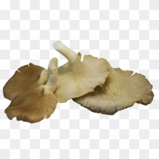 Oyster Mushrooms Naturally Produce Compounds Called - Oyster Mushrooms Png, Transparent Png