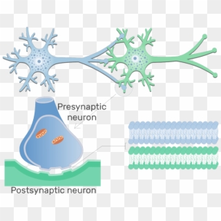 An Image Showing Electrical Synapse Between 2 Neurons - Synapse, HD Png Download
